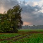 Feld in der Lausitz