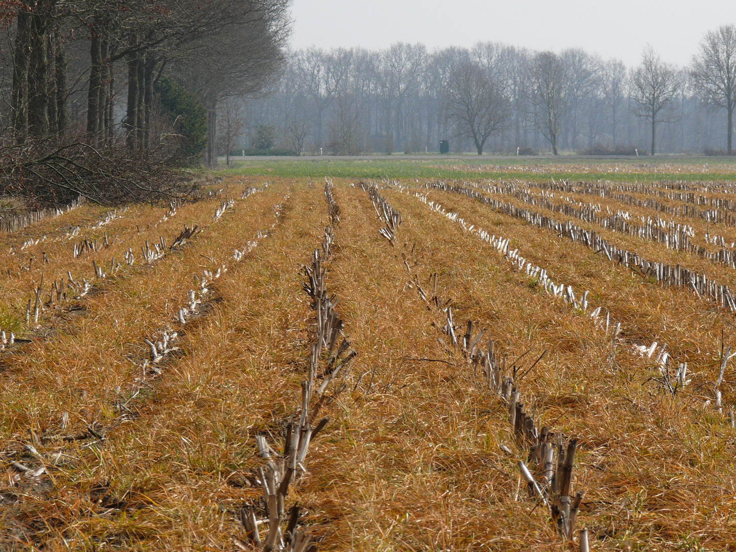 Feld in der provinz Groningen