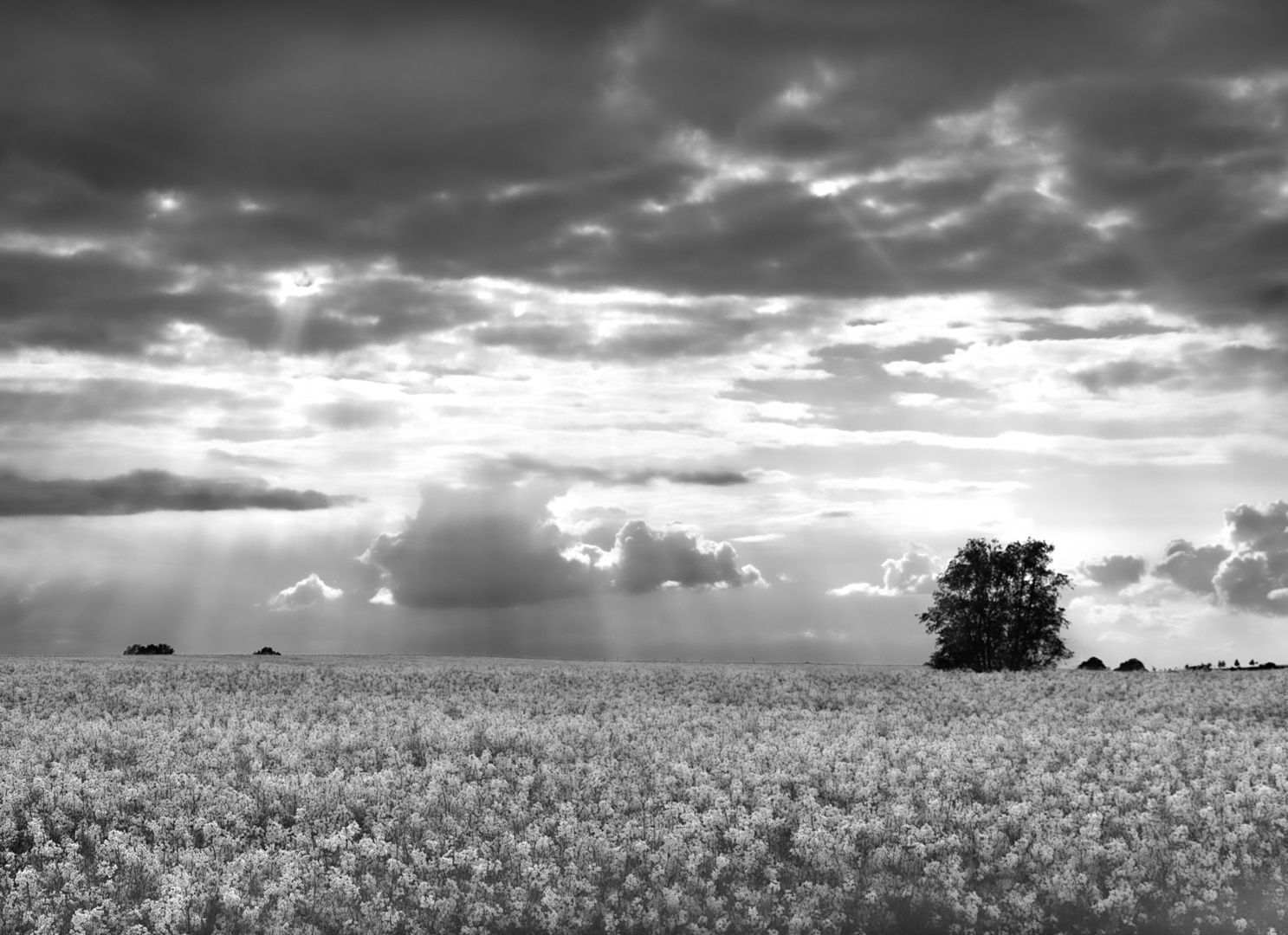 Feld in der Uckermark