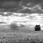 Feld in der Uckermark