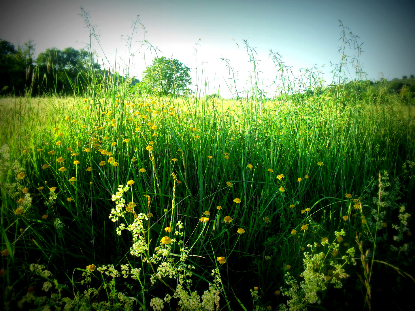 Feld in Italien