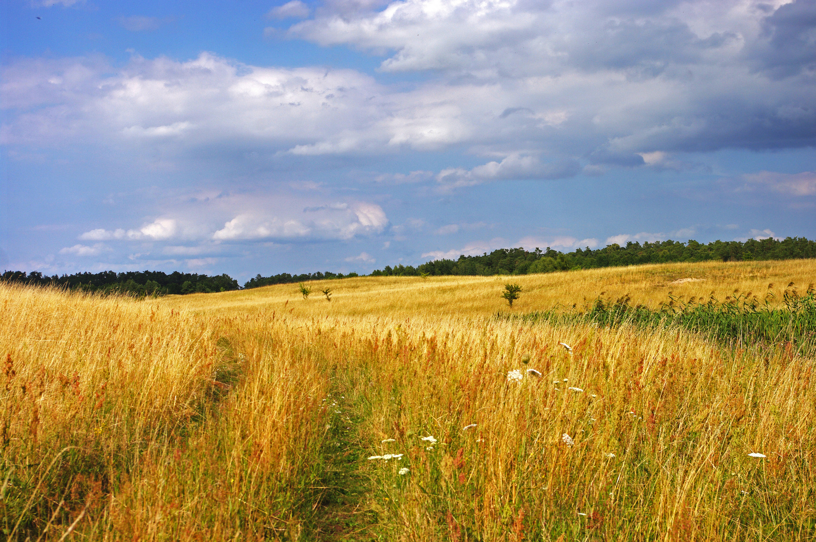 Feld in Masuren