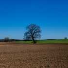 Feld in Mecklenburg