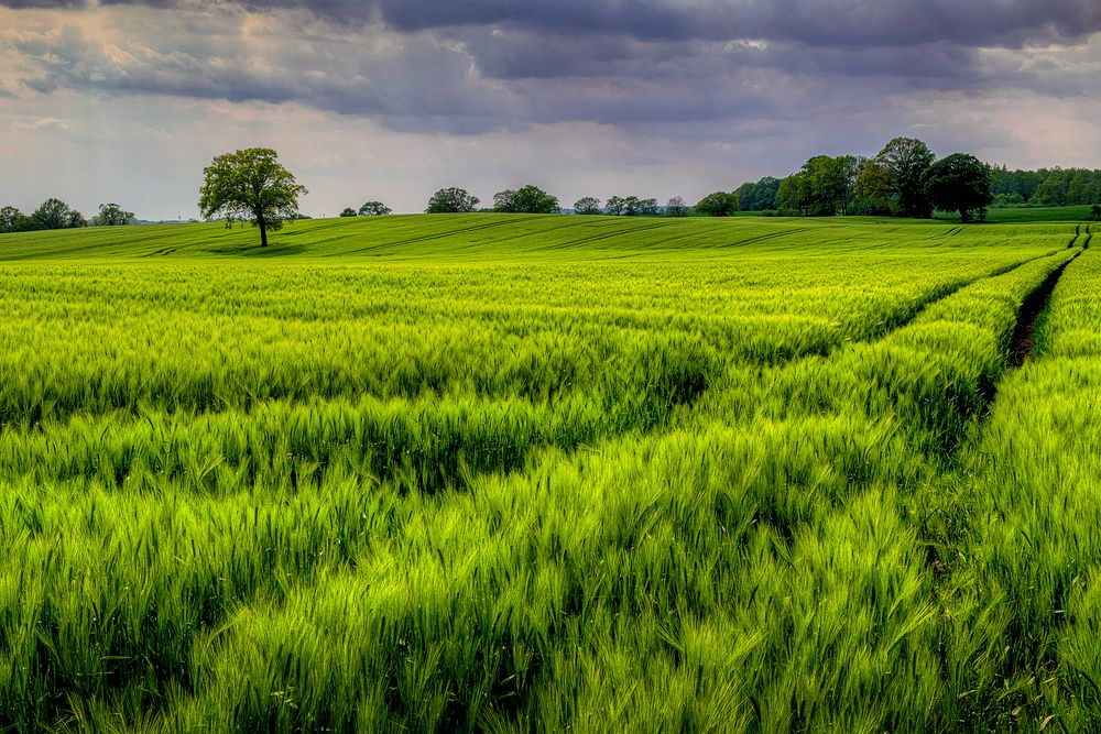 Feld in Ostholstein