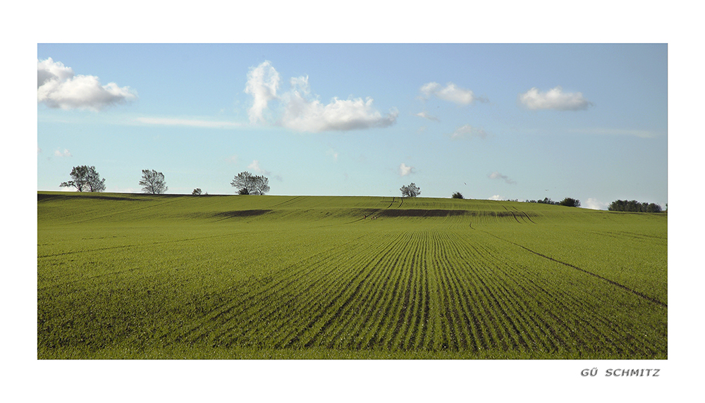 Feld in Ostholstein