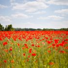 Feld in Rot