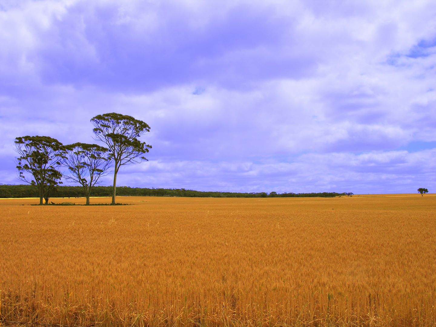 Feld in Südaustralien