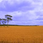 Feld in Südaustralien