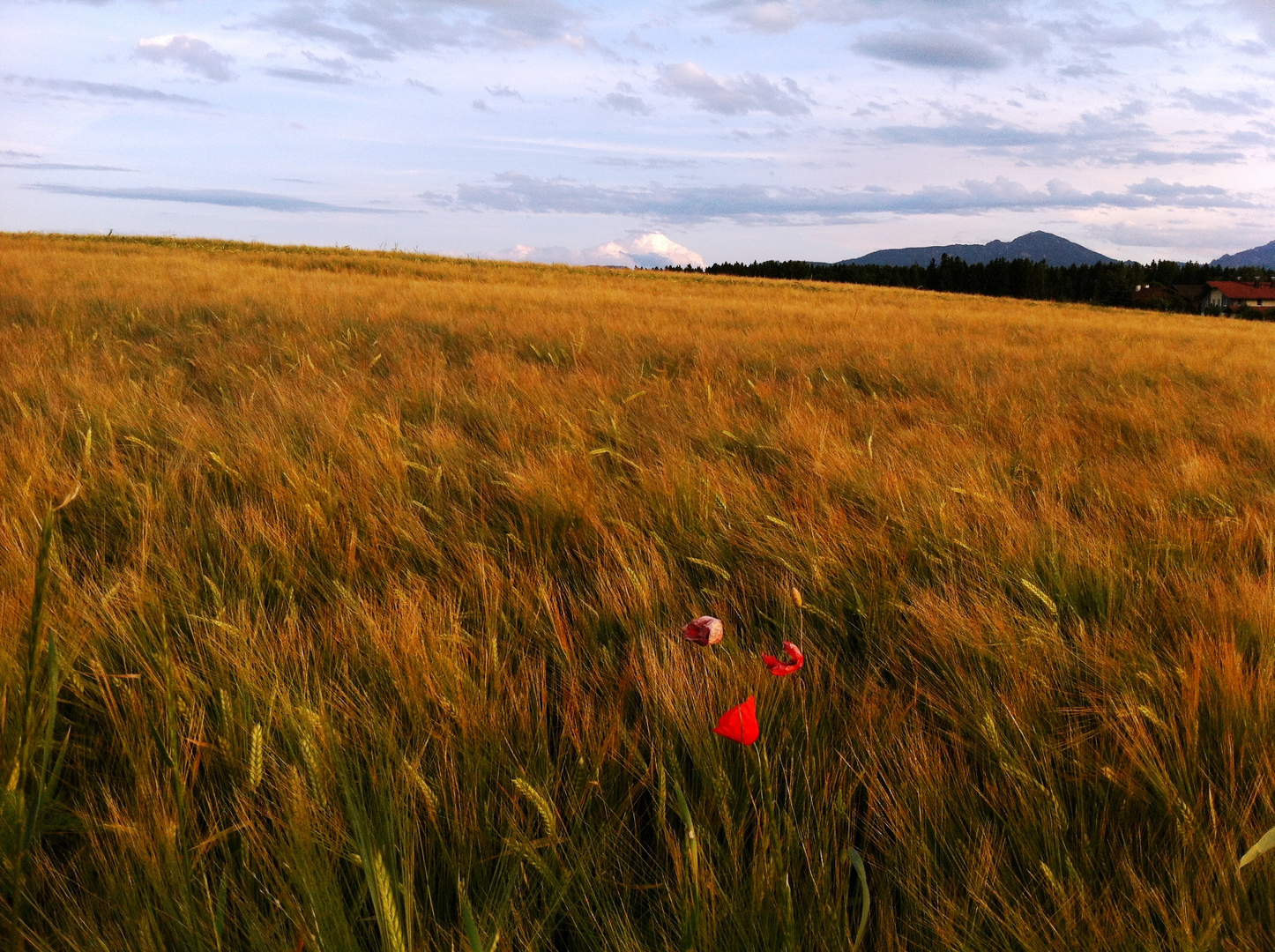 Feld - Joggingrunde - Handyfoto