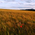 Feld - Joggingrunde - Handyfoto