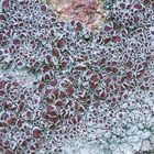 Feld-Kuchenflechte (Lecanora campestris)