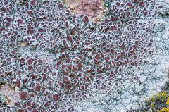 Feld-Kuchenflechte (Lecanora campestris)