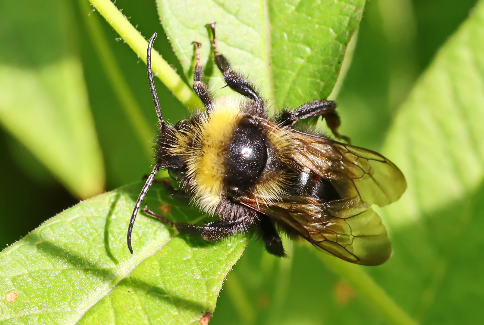 Feld-Kuckuckshummel,Bombus campestris