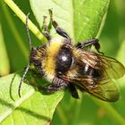 Feld-Kuckuckshummel,Bombus campestris