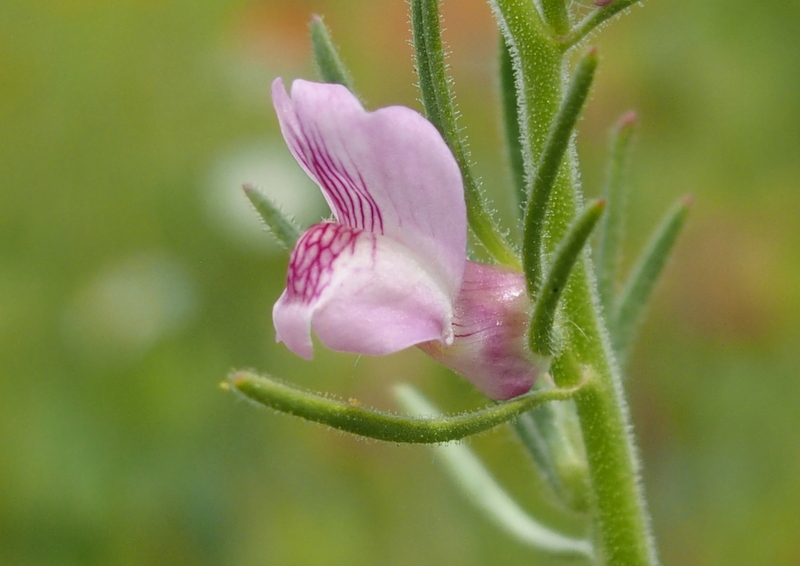 Feld-Löwenmaul 'Misopates orontium'