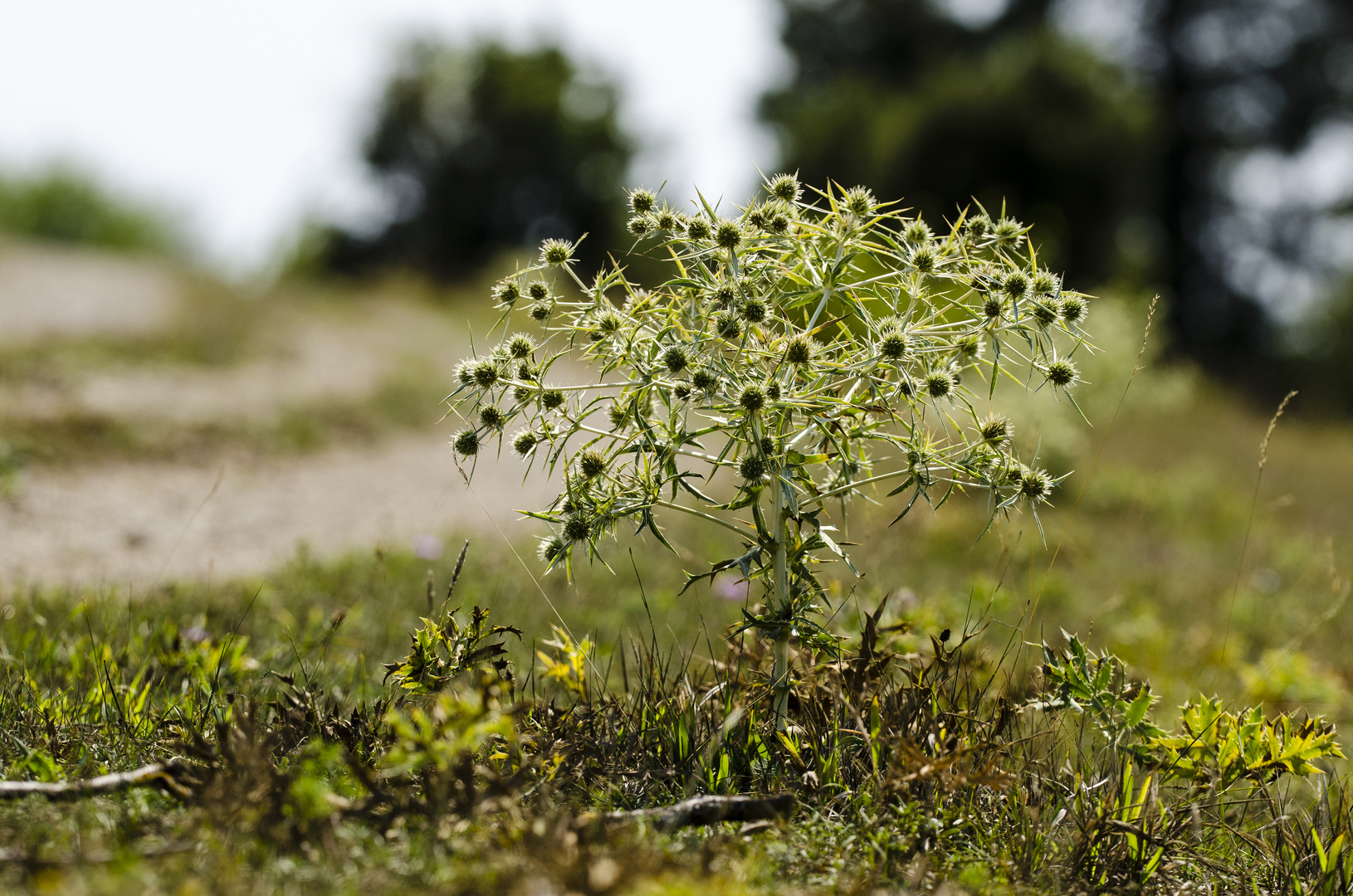 Feld-Mannstreu (Eryngium campestre)