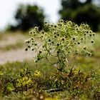 Feld-Mannstreu (Eryngium campestre)