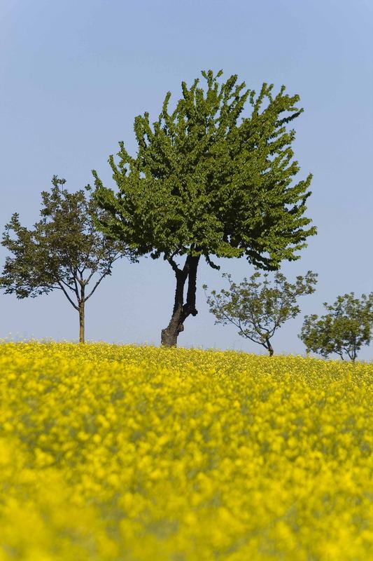 Feld mit Baum