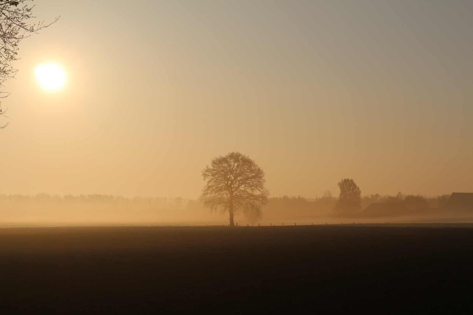 Feld mit Eiche im Morgengrau