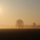 Feld mit Eiche im Morgengrau