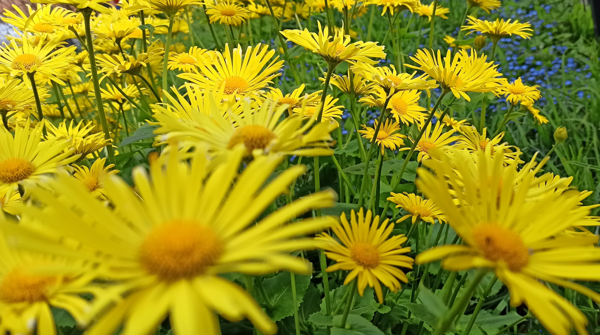 Feld mit gelben Blümen