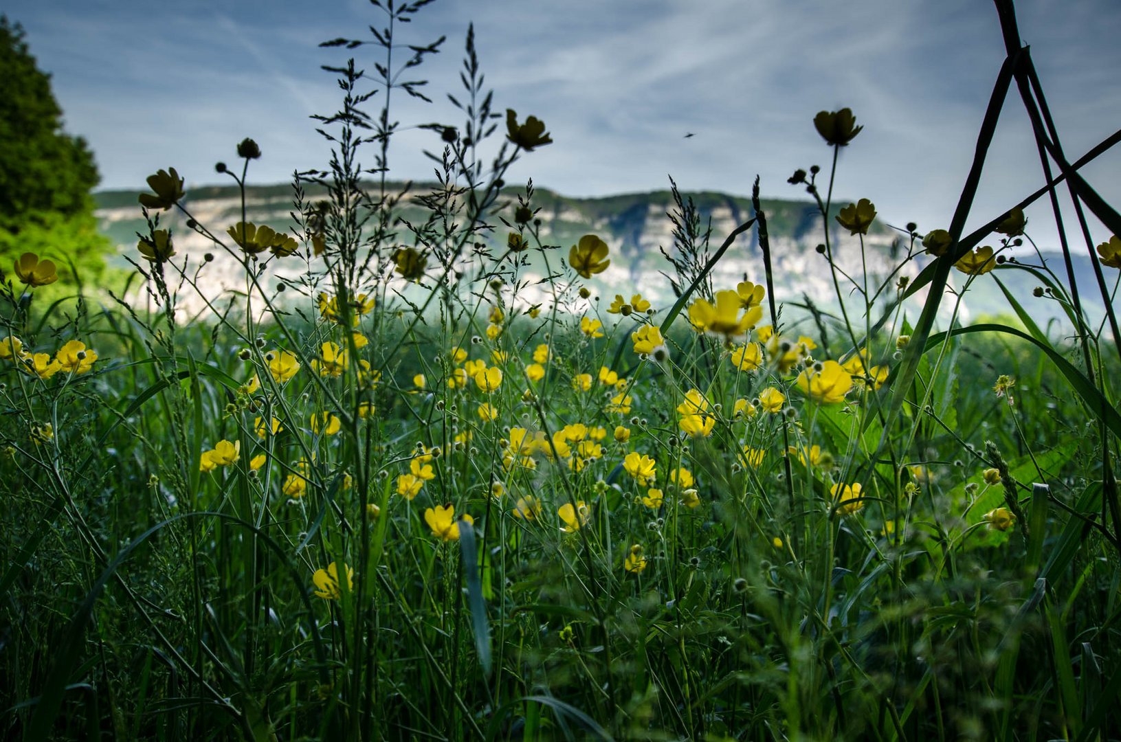 Feld mit gelben Blumen