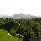 Feld mit grünen Blättern