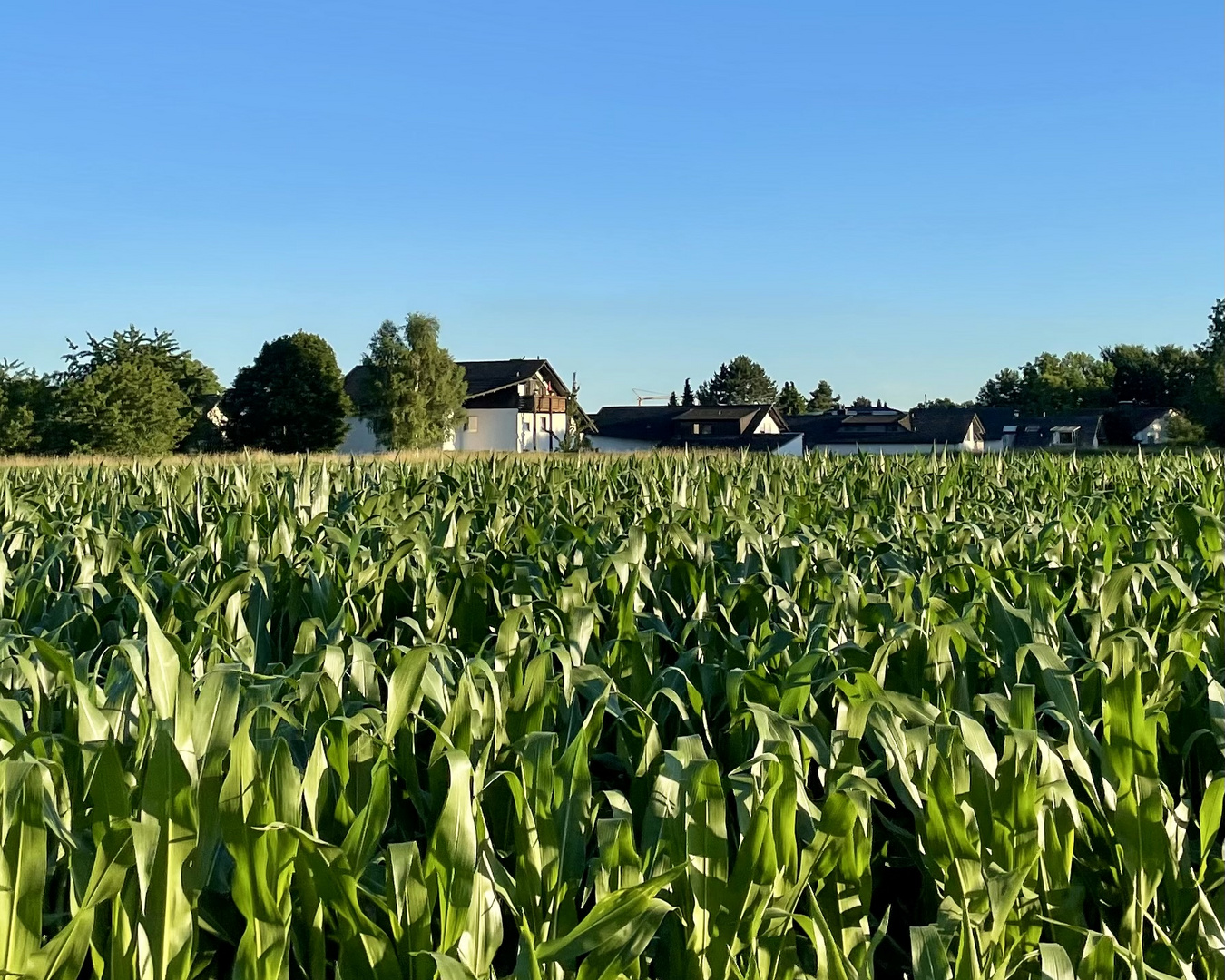 Feld mit Häusern