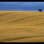 Feld mit Kapelle