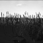 Feld mit kleinen Wolken