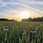 Feld mit Kornblume