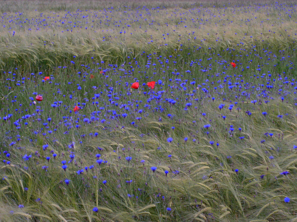 Feld mit Kornblumen und Mohn