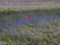 Feld mit Kornblumen und Mohn