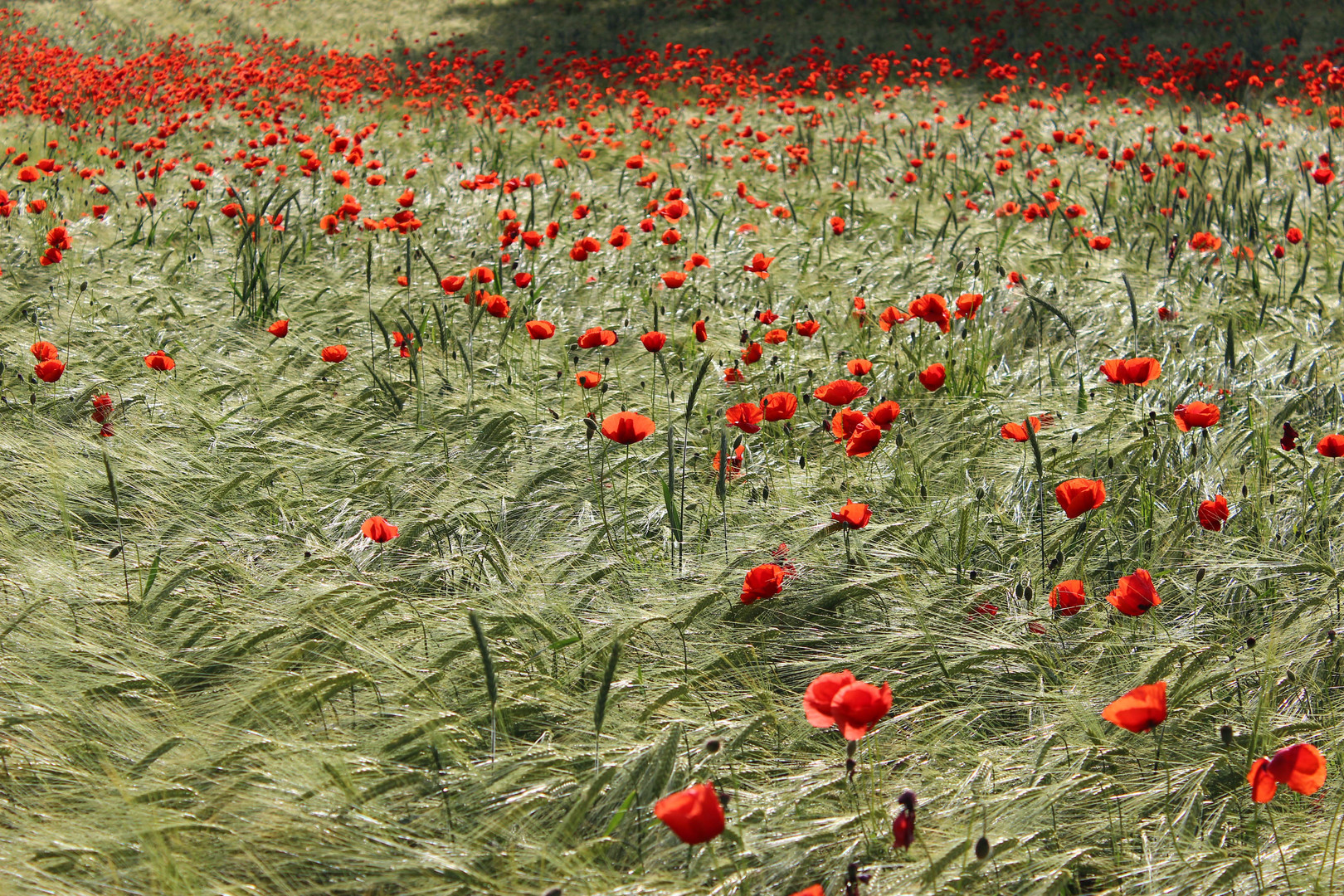 Feld mit Mohn