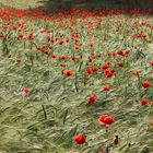 Feld mit Mohn