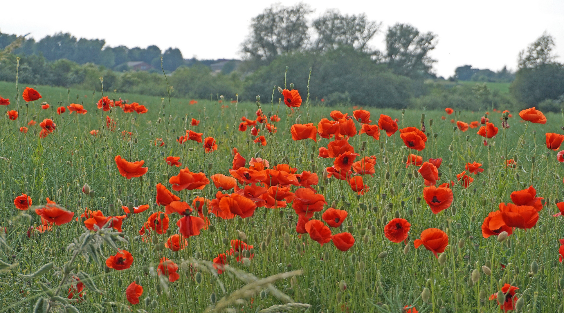 Feld mit Mohn