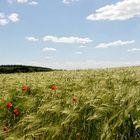 Feld mit Mohn im Hunsrück