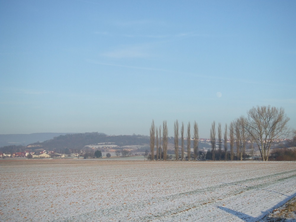 Feld mit Mond über den Bäumen