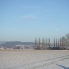 Feld mit Mond über den Bäumen