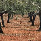 Feld mit Olivenbäumen