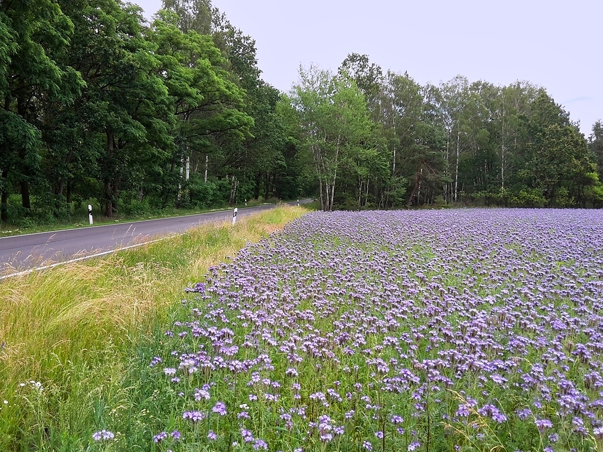 Feld mit Phacelie