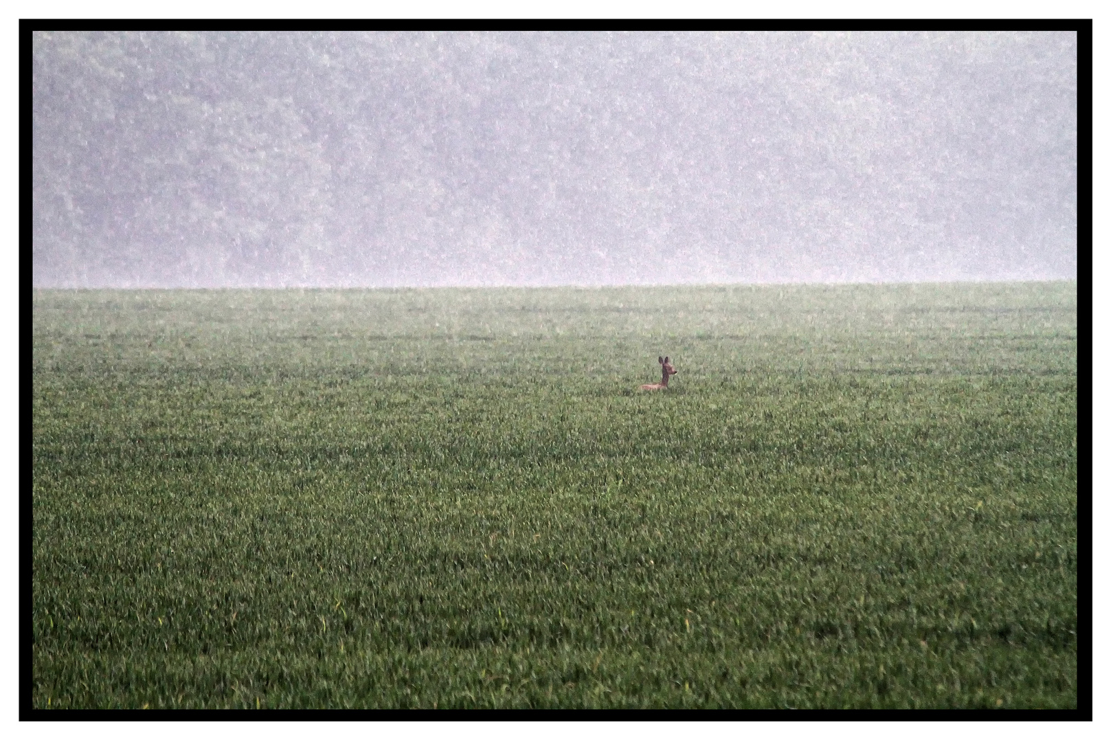 Feld mit Reh bei Regen