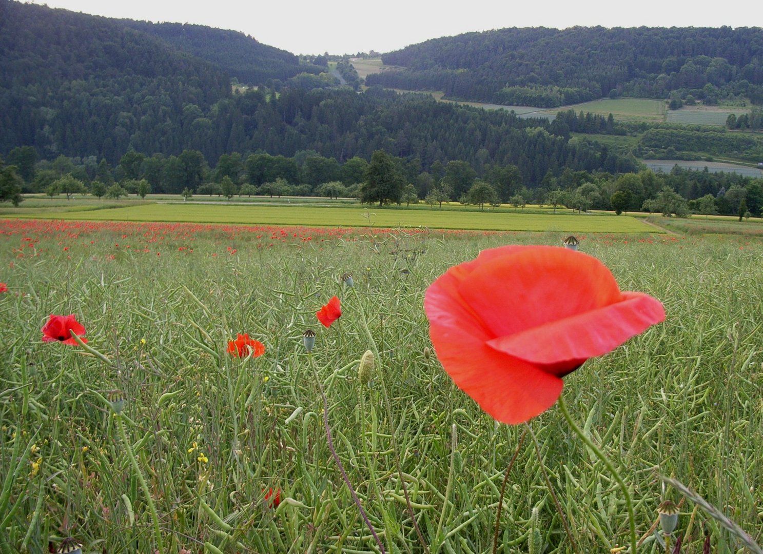 Feld mit rotem Mohn