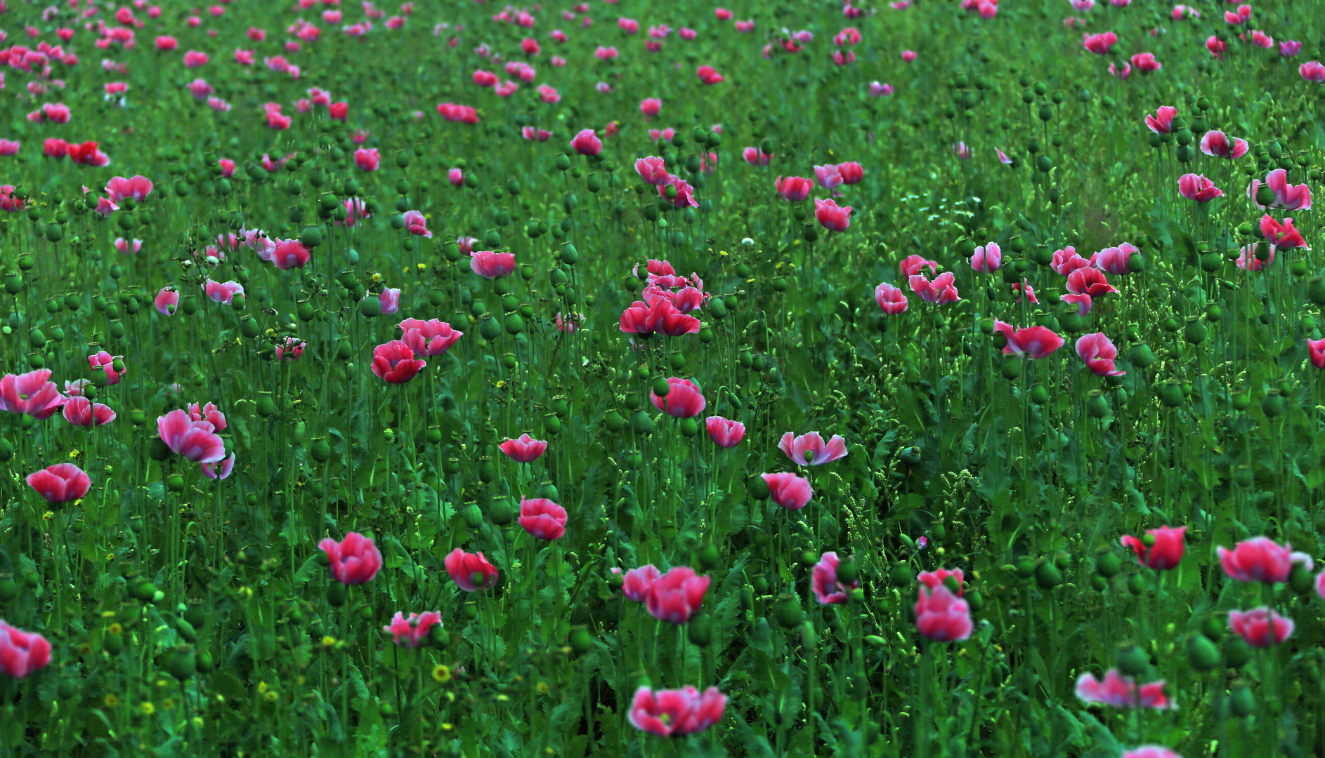 Feld mit Schlafmohn - Papaver somniferum -