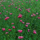 Feld mit Schlafmohn - Papaver somniferum -