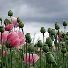 Feld mit Schlafmohn - Papaver somniferum -