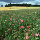 Feld mit Schlafmohn -Papaver somniferum-