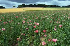 Feld mit Schlafmohn -Papaver somniferum-