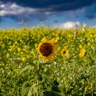 Feld mit Sonnenblume