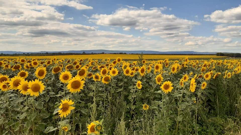 Feld mit Sonnenblumen